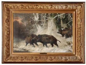Combat De Sangliers Dans La Neige