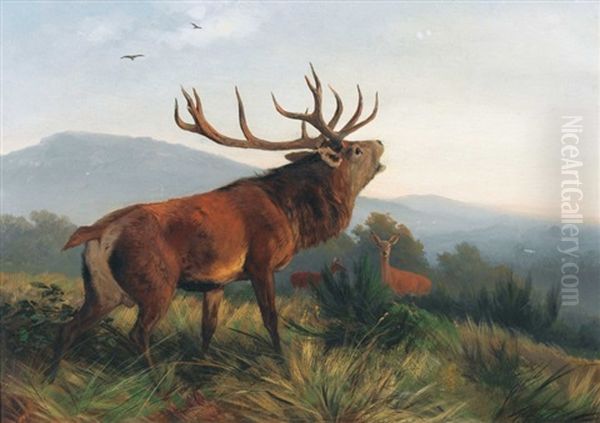 Rohrender Hirsch Mit Rehen - view 1