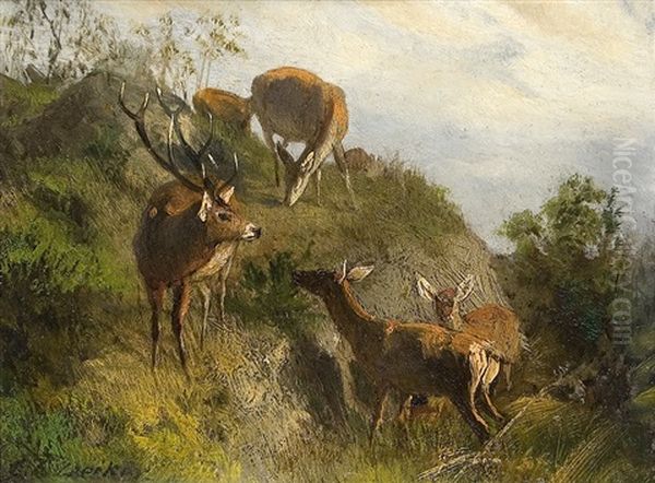 Rotwild Auf Der Anhohe - view 1