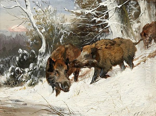 Wildschweine - view 1