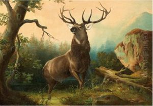 Hirsch In Der Abenddammerung