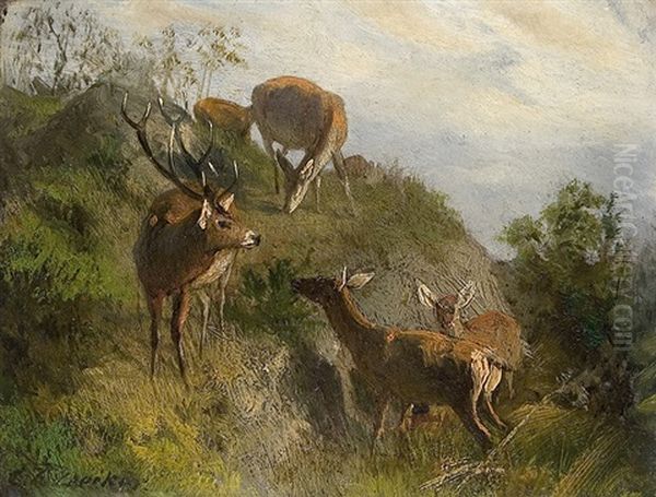 Red Deer On A Hill - view 1