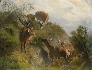 Red Deer On A Hill