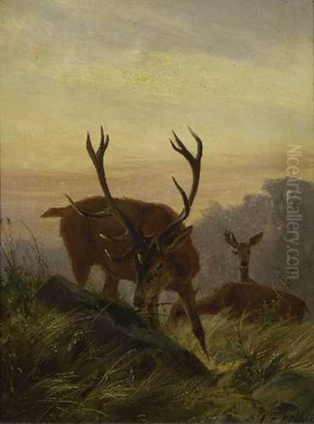 Hirsch Mit Rehen In Der Dammerung - view 1