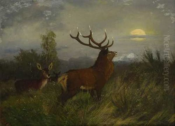 Hirsch Mit Rehen Im Mondlicht - view 1