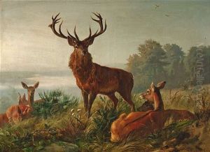 Auf Einer Anhohe Stehender Hirsch, Umgeben Von Lagernden Rehen