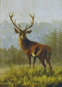 Vor Einer Waldlichtung Stehender Hirsch