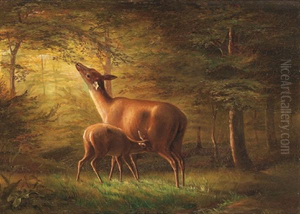 Rehe Mit Kitz Im Wald - view 1