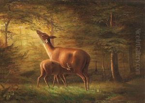 Rehe Mit Kitz Im Wald Rehe Mit Kitz Im Wald