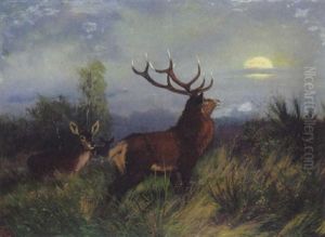 Hirsch Und Rehe Im Abendlicht Hirsch Und Rehe Im Abendlicht