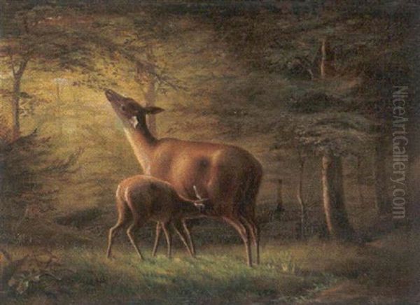 Reh Mit Kitz Im Wald - view 1