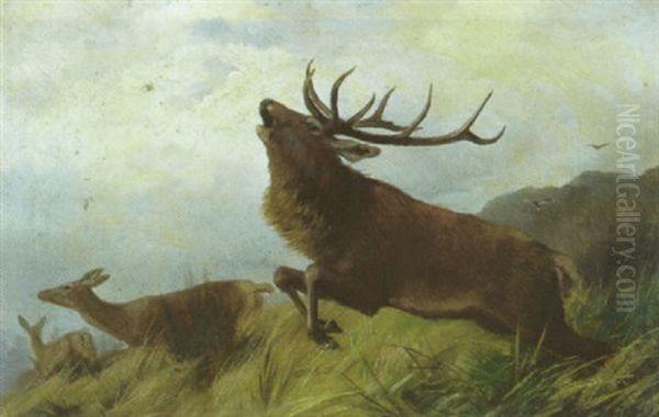 Hirsch Mit Hirschkuhen Am Wiesenhang - view 1
