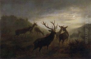 Ein Rudel Hirsche Bei Mondlicht Auf Der Lichtung Ein Rudel Hirsche Bei Mondlicht Auf Der Lichtung