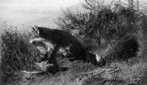 Ein Fuchs Hat Vor Seinem Bau Einen Fasanen Erlegt by Carl Friedrich Deiker