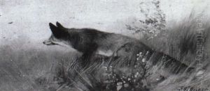 Fuchs Im Hohen Gras