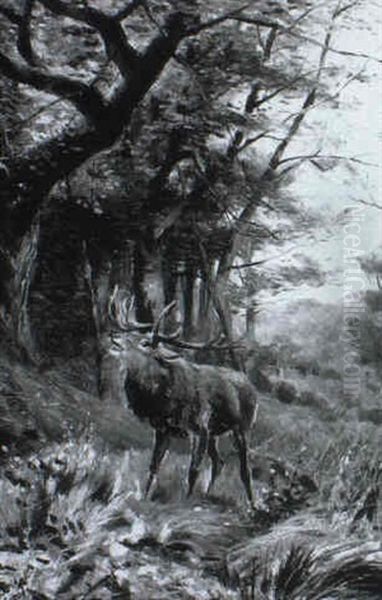 Einsamer Hirsch In Einer Waldlichtung - view 1