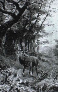 Einsamer Hirsch In Einer Waldlichtung