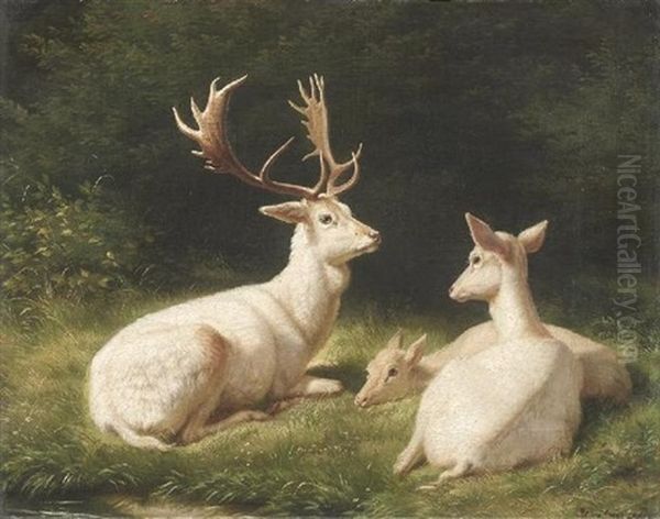 Weiser Hirsch Mit Zwei Hirschkuhen - view 1