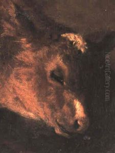 Study Of A Calf's Head Study Of A Calf's Head