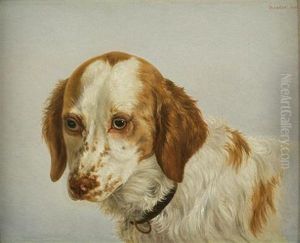 Spaniel Head Study