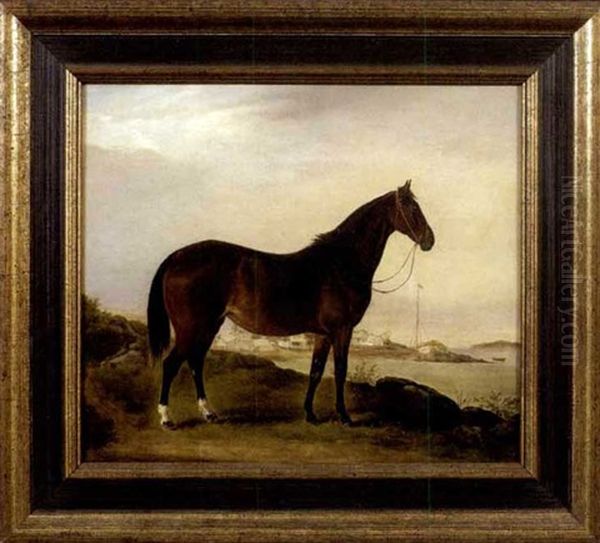 Brood Mare On The Island Of Grosse Isle - view 1