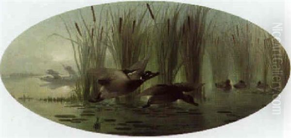 Duck Shooting - view 1