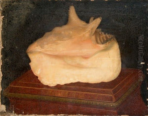 Etude De Coquillage Exotique (study) - view 1