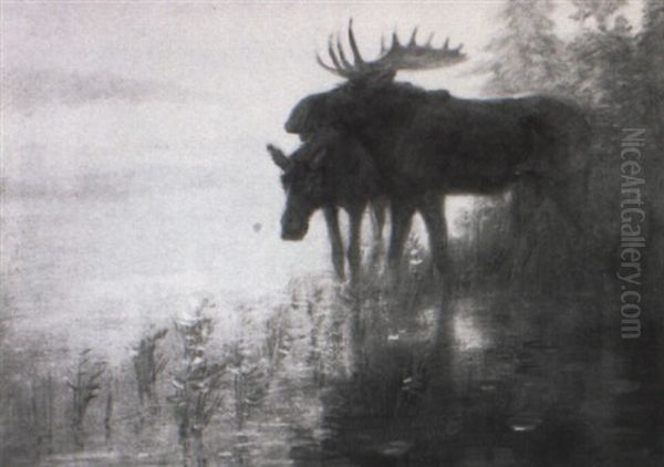 Moose Bull And Cow - view 1