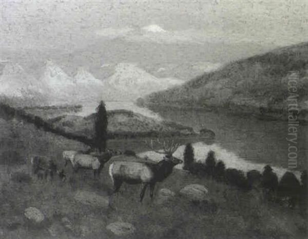 Elk - view 1