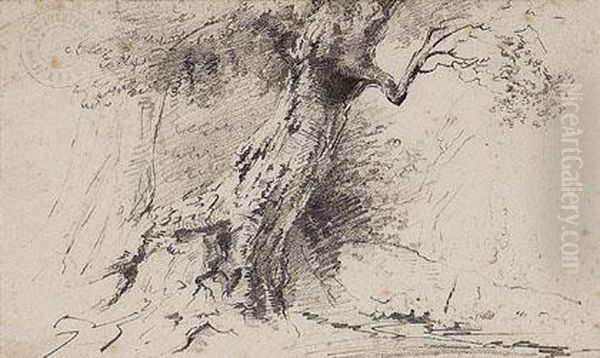 Arbol - view 1