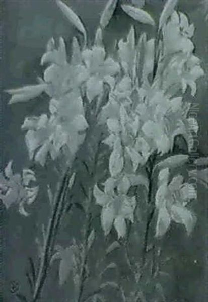 Liliums - view 1
