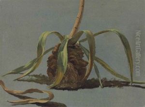 Study Of An Aloe by Simon-Joseph-Alexandre Clement Denis