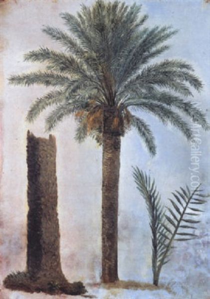 Etudes De Palmiers - view 1