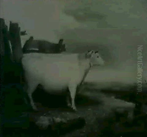 Portrait Of A Cow In A Farm- Yard - view 1