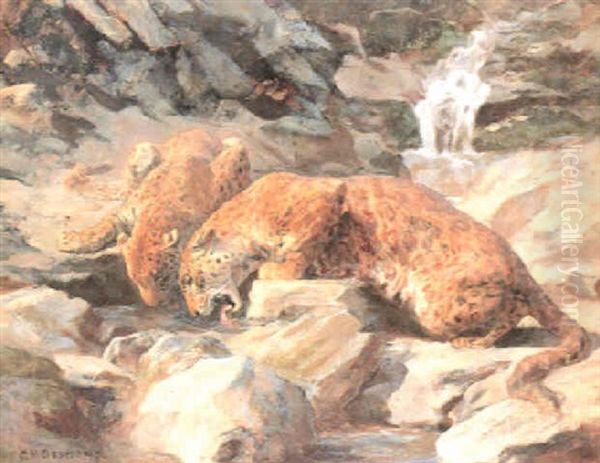 Indian Leopards - view 1
