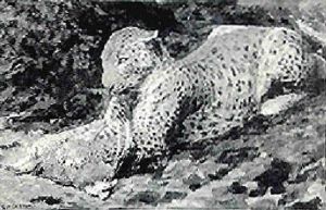 Leopard With Its Prey by Creswell Harley Desmond