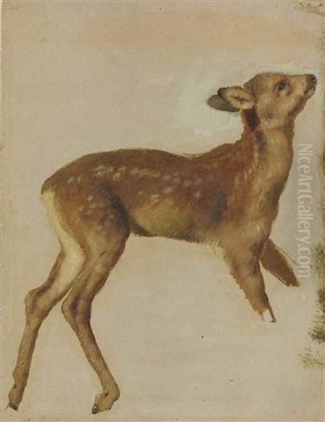 Study Of A Fawn - view 1