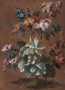 Studies Of Flowers Studies Of Flowers