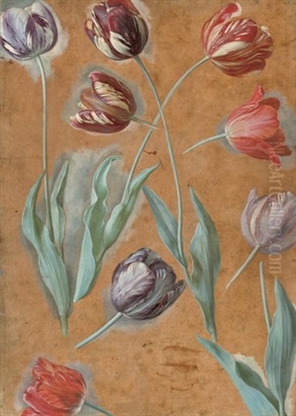 Tulips (study) - view 1