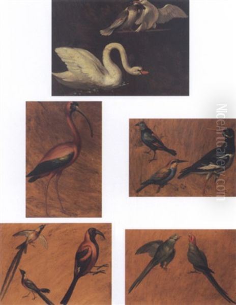 Birds - view 1