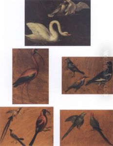 Birds Birds
