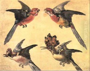 Etudes D'oiseaux: Deux Petits Perroquets, Une Huppe Et Un Geai Etudes D'oiseaux: Deux Petits Perroquets, Une Huppe Et Un Geai
