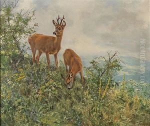 Red Deer On A Mountain Slope In Summer