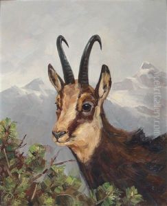 Ein Sanfter Blick (gams)
