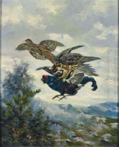 Habicht Schlagt Im Flug Einen Auerhahn by Erich Dichtl