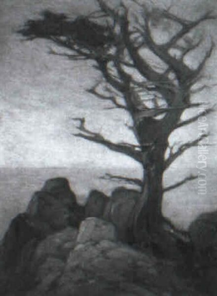 Lone Tree On The Monterey Coast - view 1