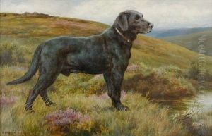 "old Bridge Bob"; A Black Labrador Retriever