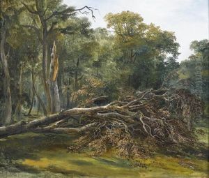 Sommerliche Waldlichtung Mit Einem Umgesturzten Baum