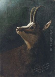 Kopf Einer Gemse