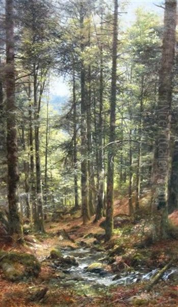 In A Forest - view 1